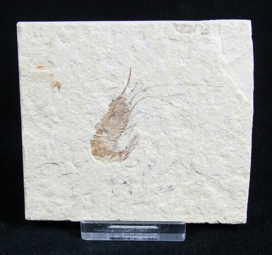 Fossil Shrimp Carpopenaeus From Lebanon #1799